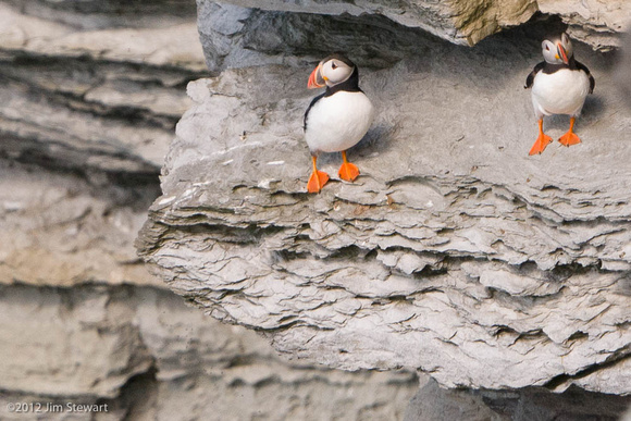 Puffins at Brough of Birsay (4)