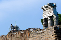 Capitoline crow