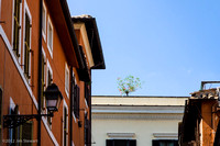 Rooftop on Via Giuseppe Garibaldi, from Via dei Panieri, Trastevere